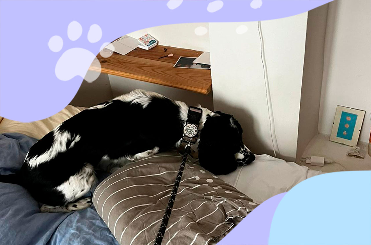 Combien coûte une détection canine de punaises de lit à Paris ?