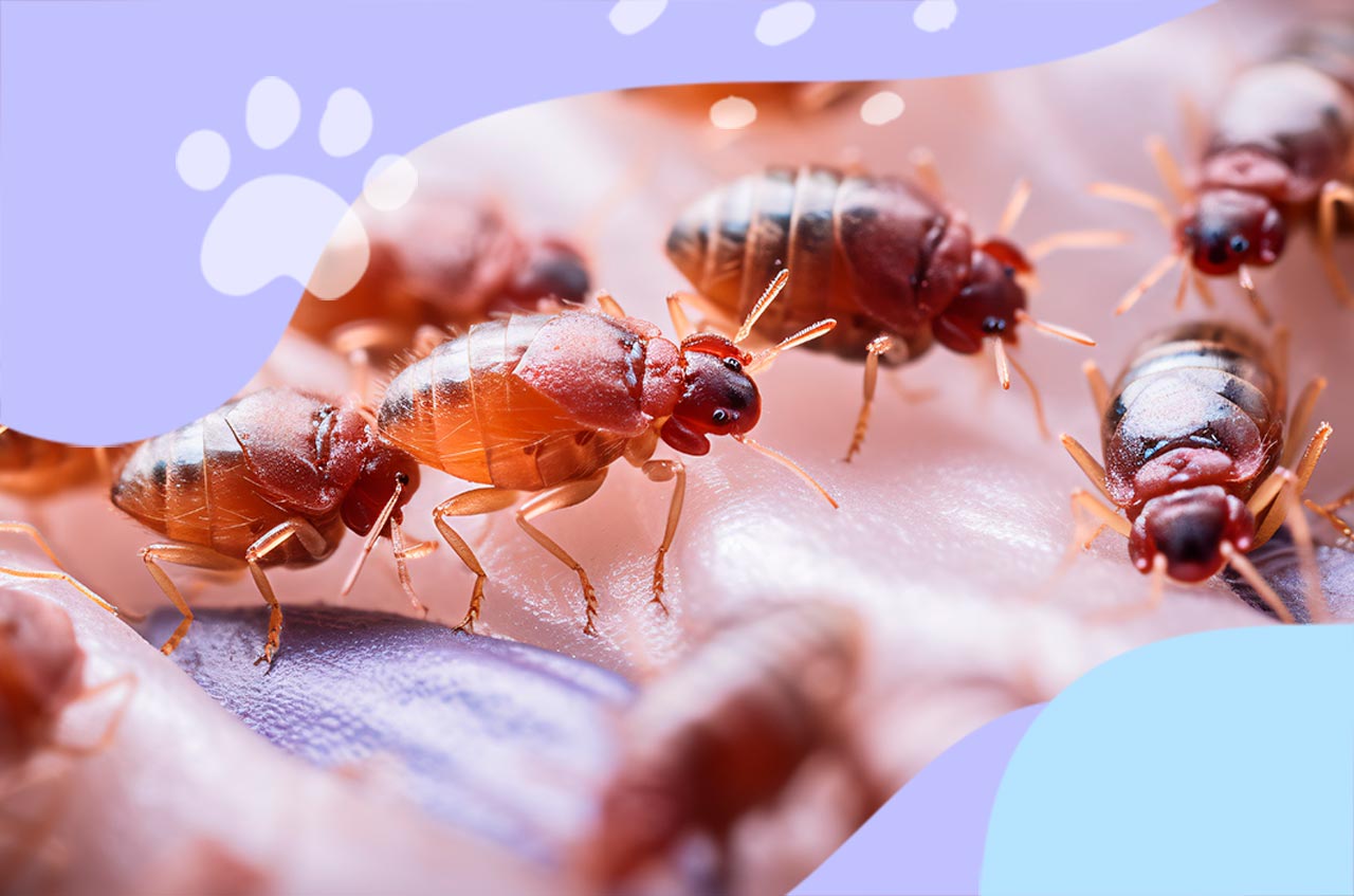 Comment savoir si les punaises de lit ont vraiment disparu ?