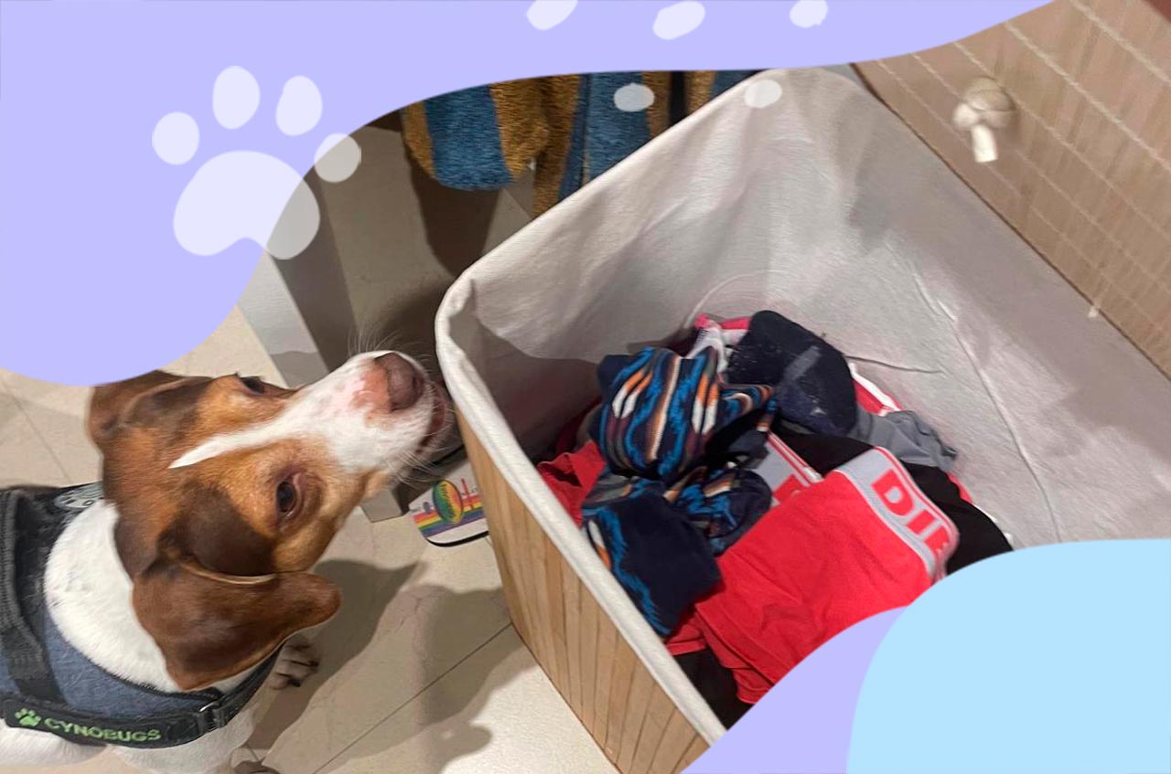 Se préparer à une détection canine : avant, pendant, après