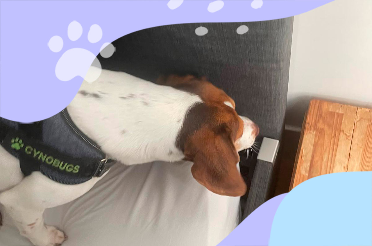 Un chien peut-il se tromper ? Fiabilité et limites de la détection canine
