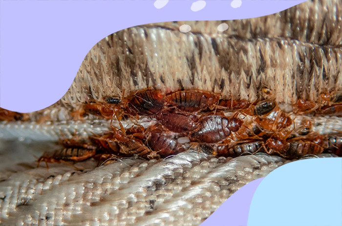 Punaises de lit se cachant dans les coutures et les rebords d’un matelas usé et infesté.