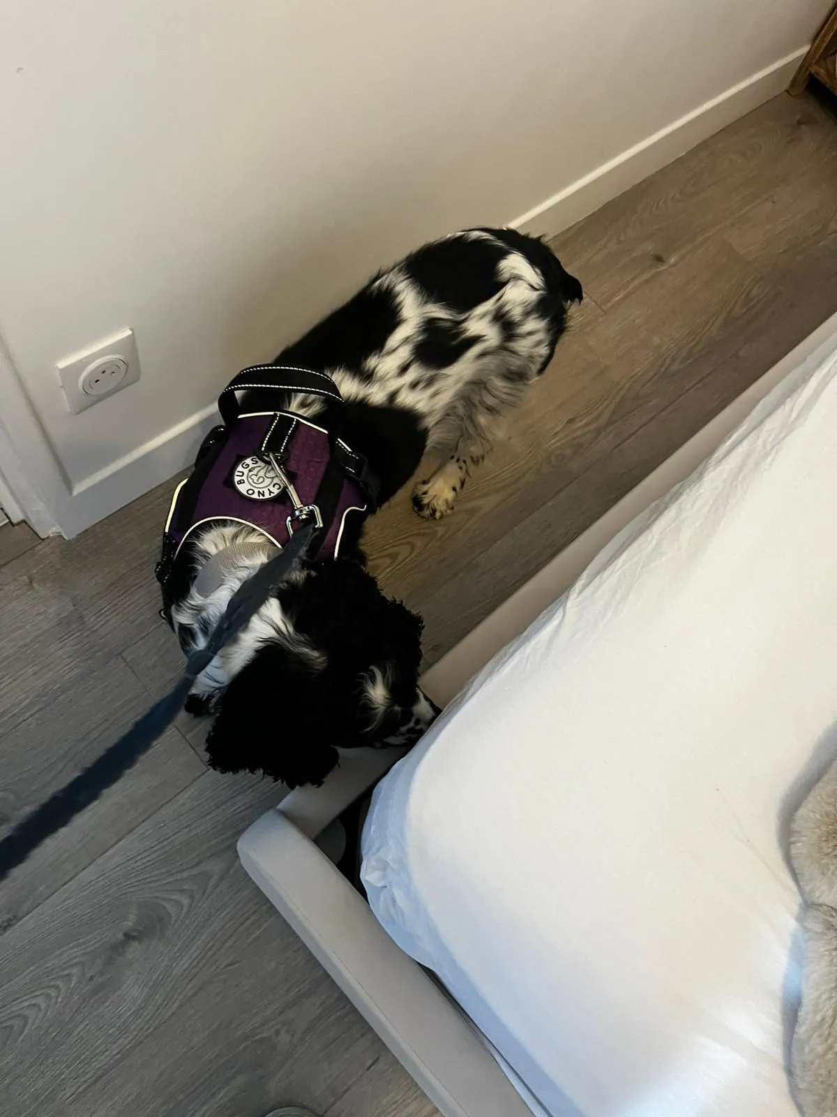 Chien renifleur de punaises de lit inspectant le contour d'un lit dans un appartement