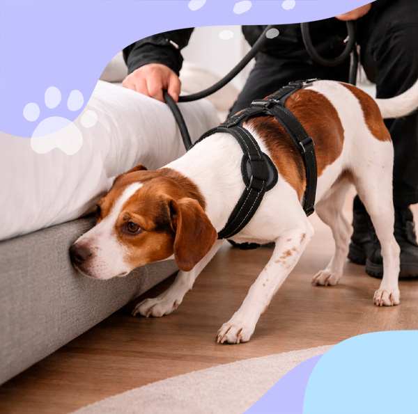 Chien détecteur de punaises de lit en intervention dans un appartement à Paris