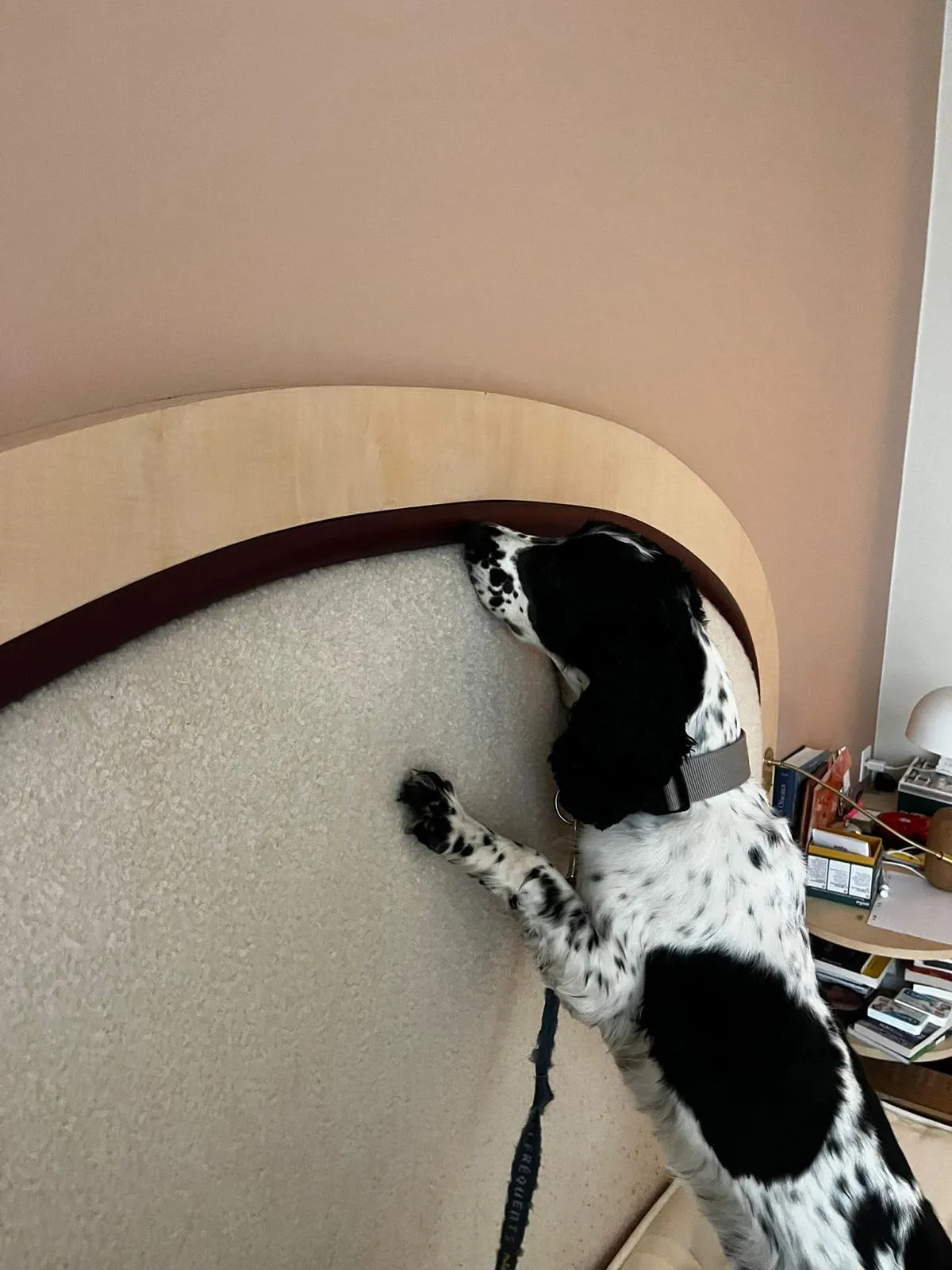 Chien détecteur de punaises de lit inspectant une tête de lit lors d'un diagnostic professionnel