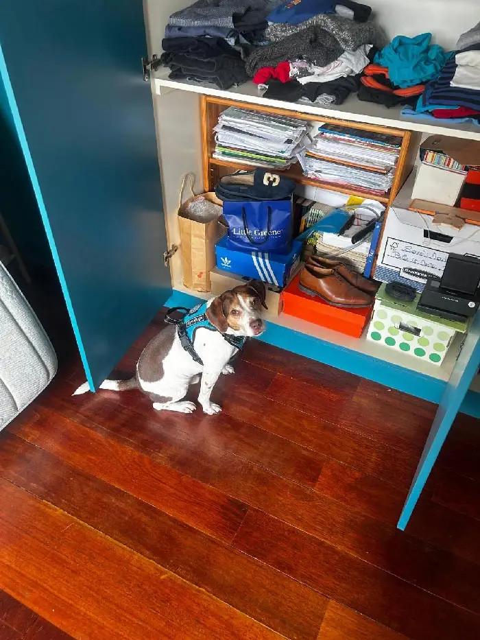 Contrôle post-traitement punaises de lit Paris par chien détecteur certifié