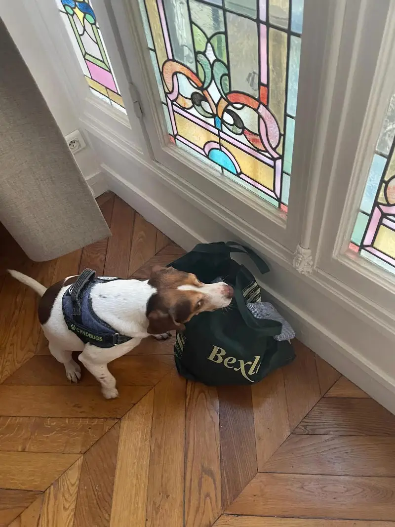 Détection canine punaises de lit dans appartement haussmannien à Paris