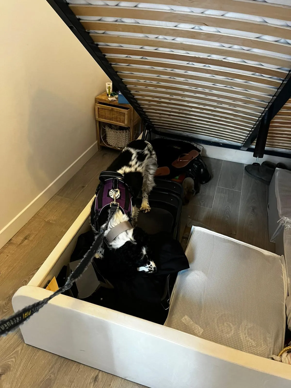 Chien détecteur de punaises de lit inspectant un sommier relevé lors d'une détection canine professionnelle