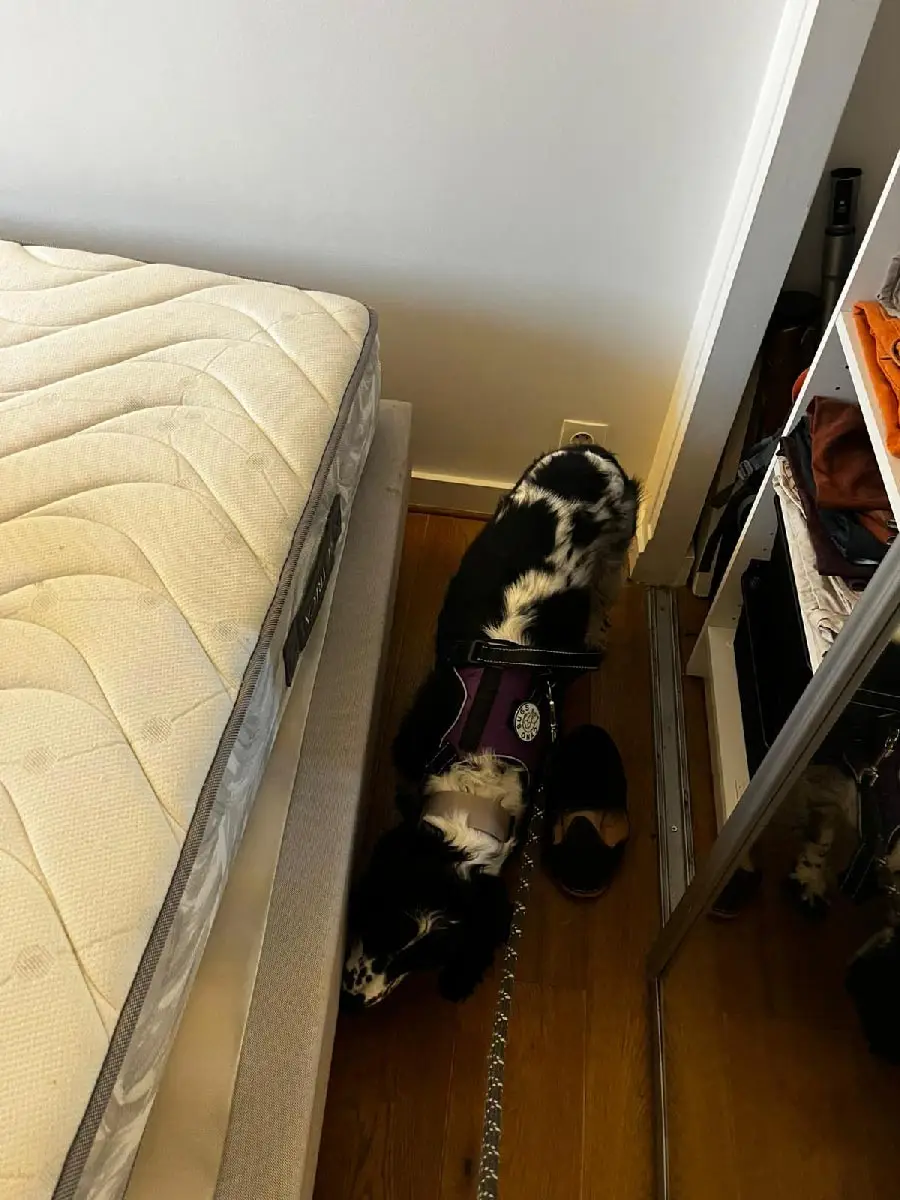 Chien détecteur punaises de lit inspectant un lit dans un appartement parisien