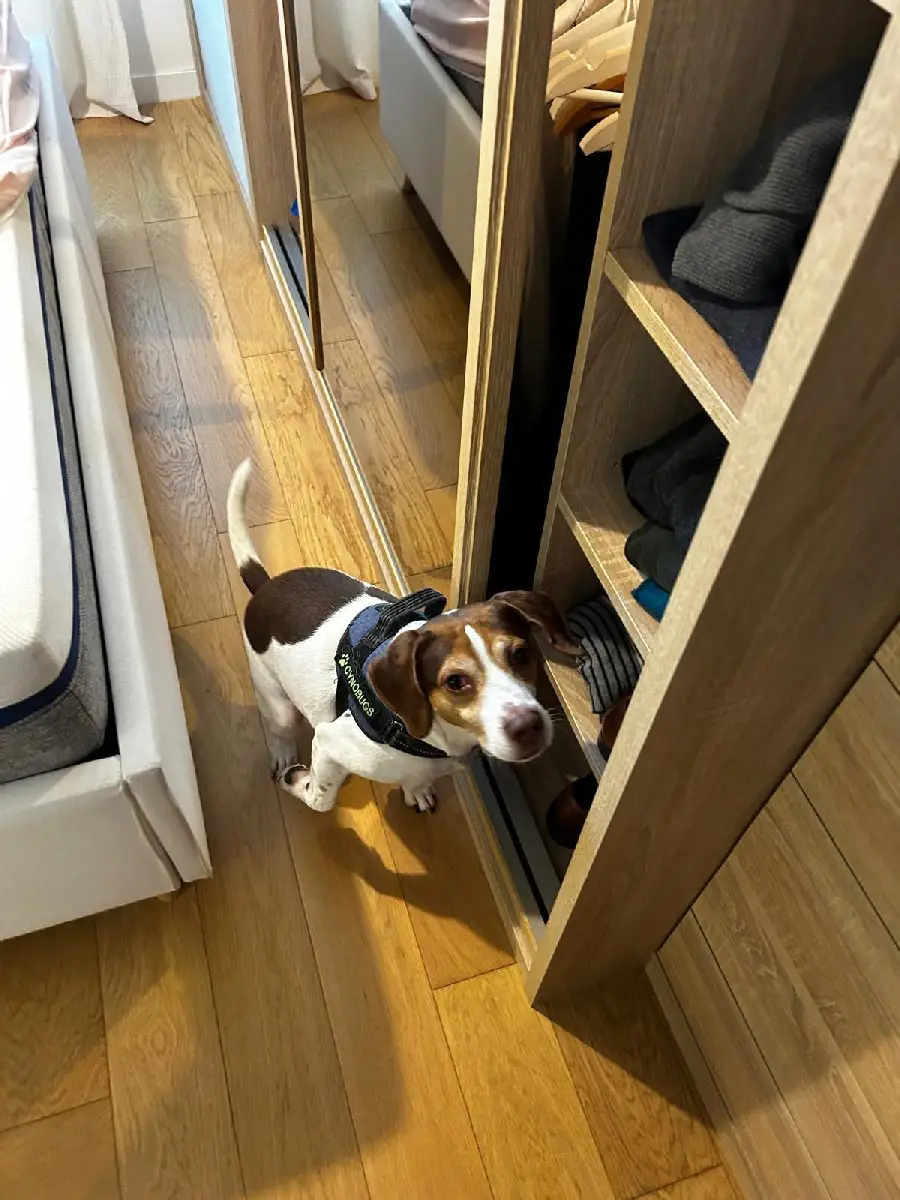 Détection punaises de lit appartement Paris inspection dressing et penderie