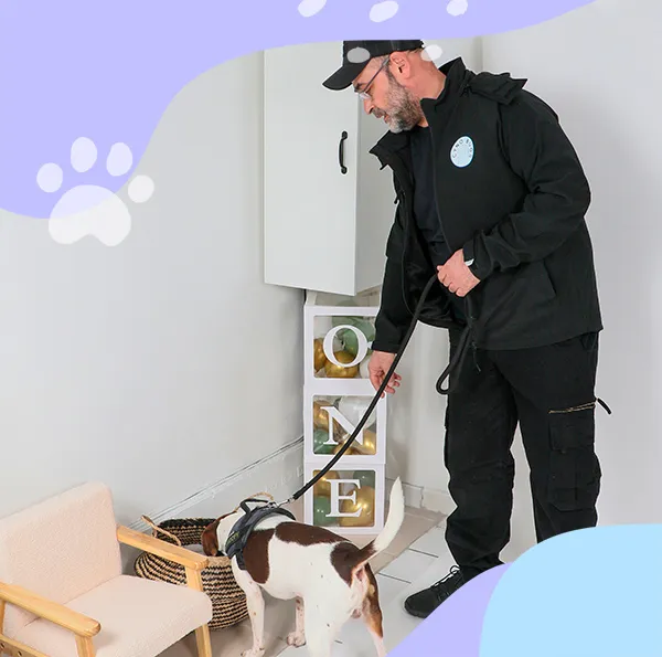 Chien détecteur inspectant un placard lors d'une détection canine punaises de lit