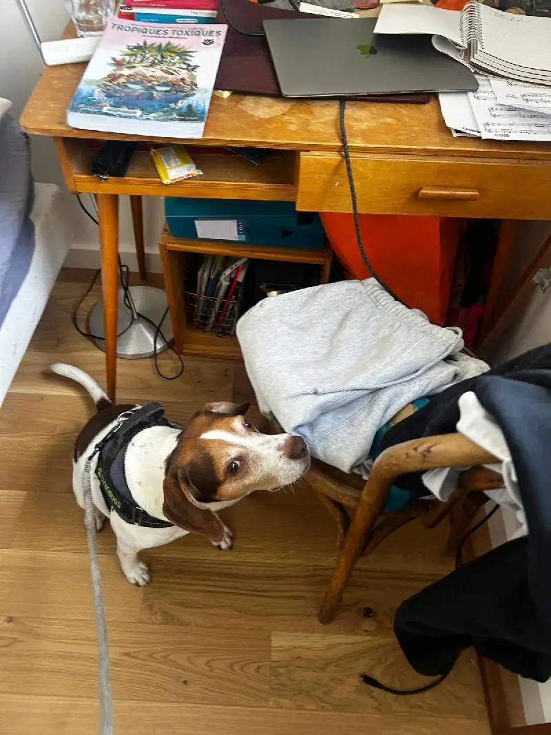 Inspection punaises de lit Paris dans meubles et recoins difficiles d'accès