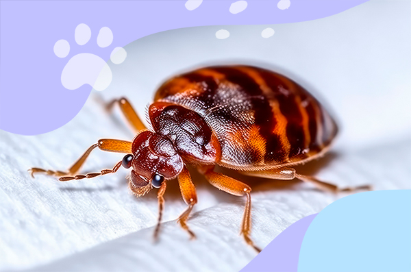 Infestation de punaises de lit visible sur les coutures d’un matelas