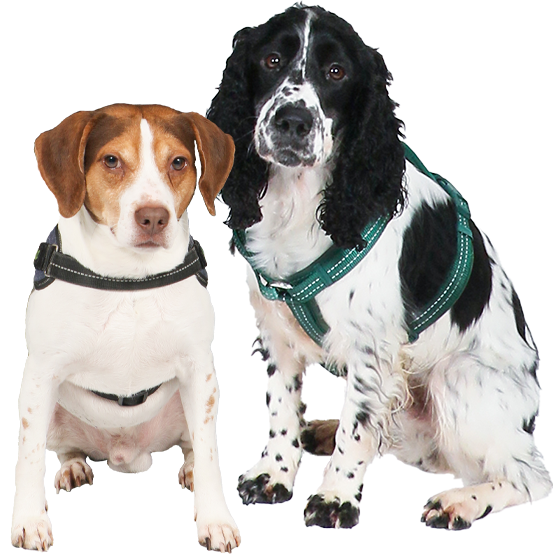 Cyno Bugs est une entreprise spécialisée dans la détection canine des punaises de lit